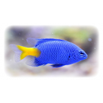 Aquarien haben längst den...