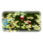 Garten- & Teichwelt