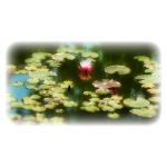 In unserer Rubrik Garten- und...