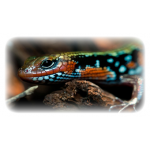 Terrarien - zu Hause für die...