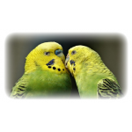 Die Vogelwelt bei bestforanimals -...